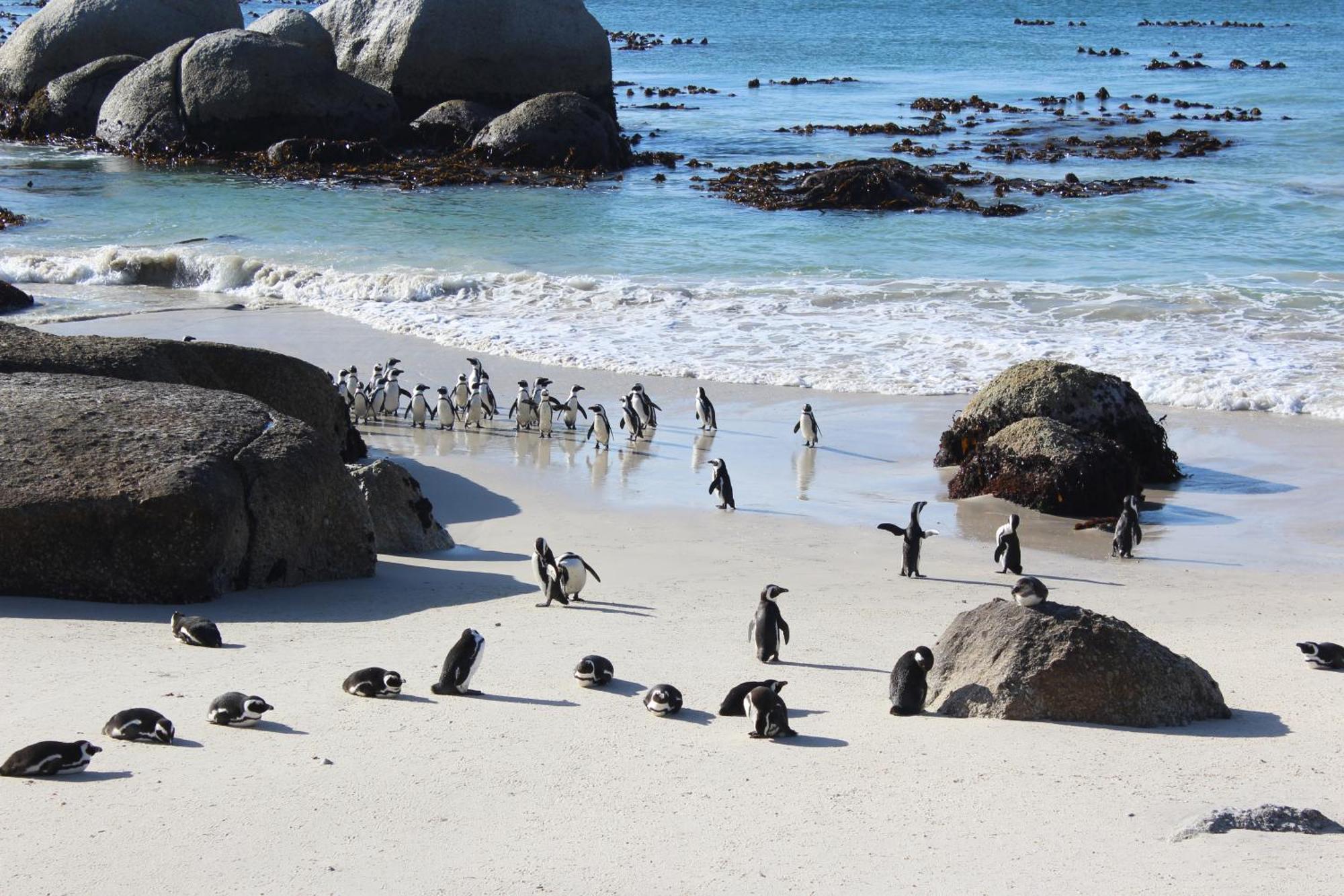Boulders Beach House Simonʼs Town Exteriér fotografie
